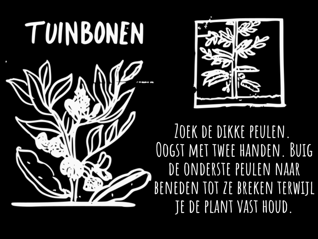 tuinbonen
