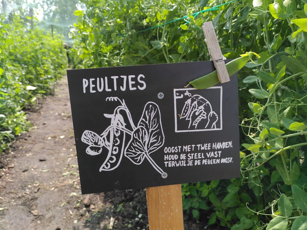 peultjes-voorbeeld(1)
