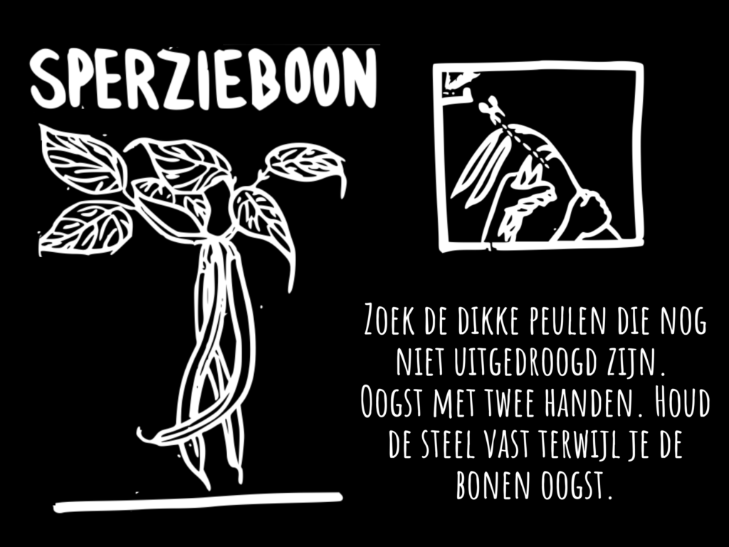 sperzieboon