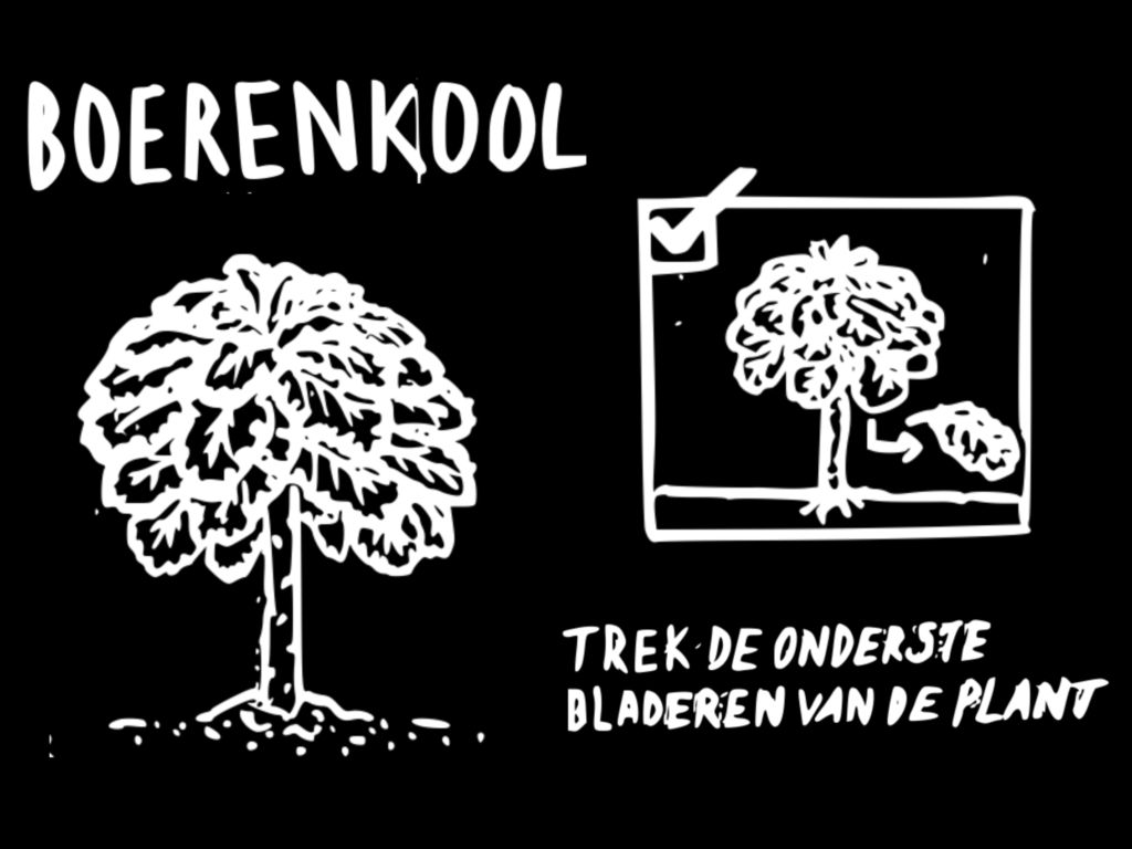 boerenkool