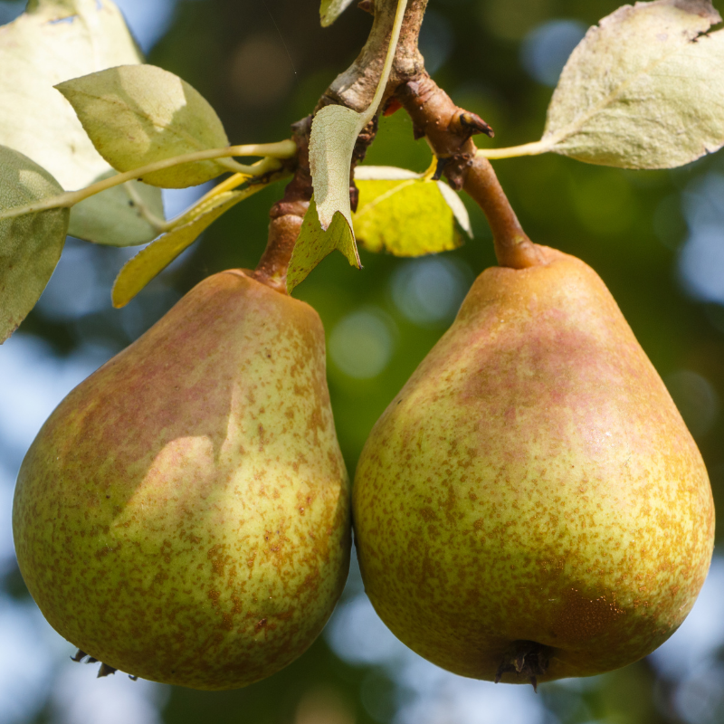peer-pyrus-communis-doyenne-comice-poirier-racines-nues