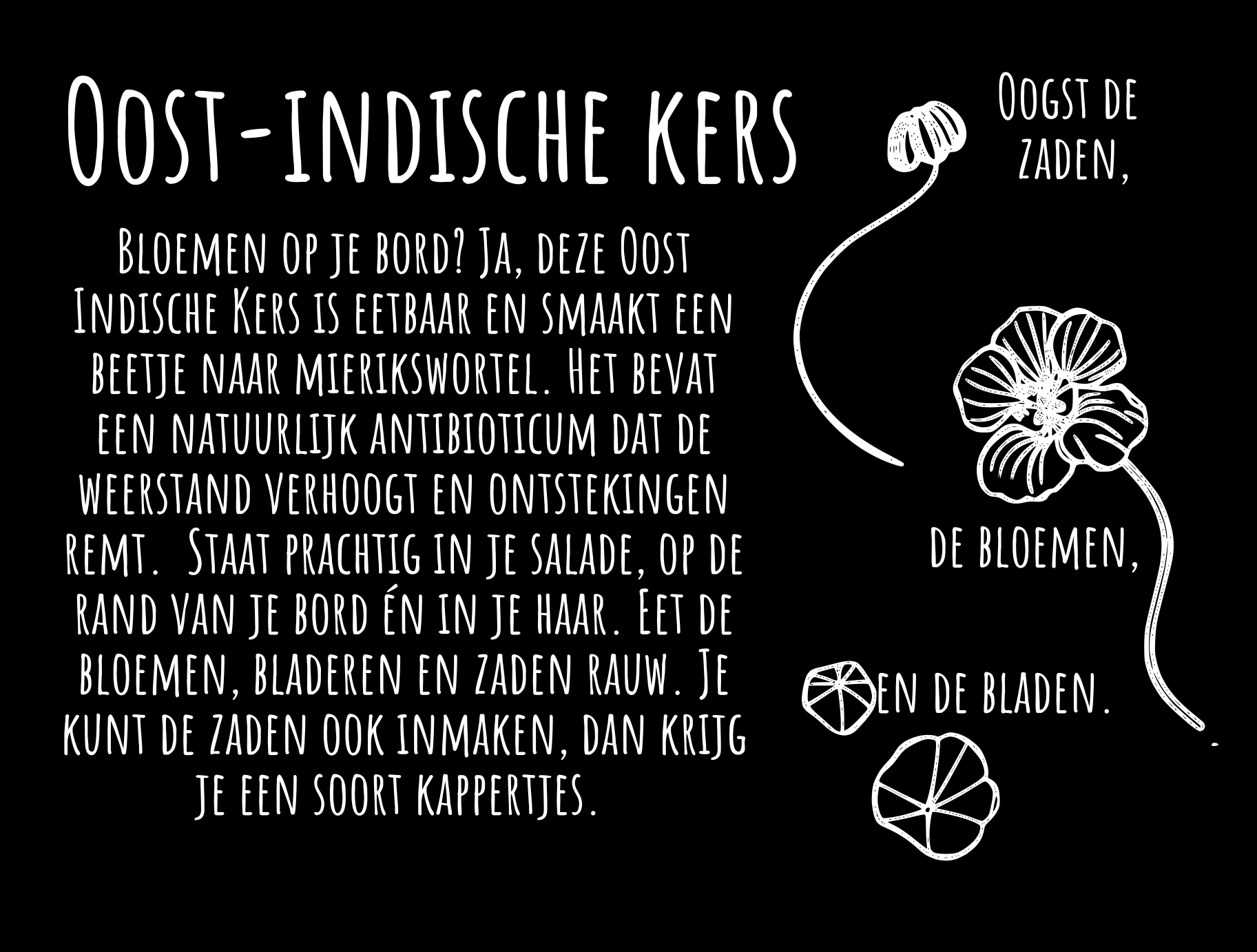 Oost-indische kers - Stadstuinderij NoordOogst